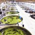 Автоматизация фермы по разведению рыбы